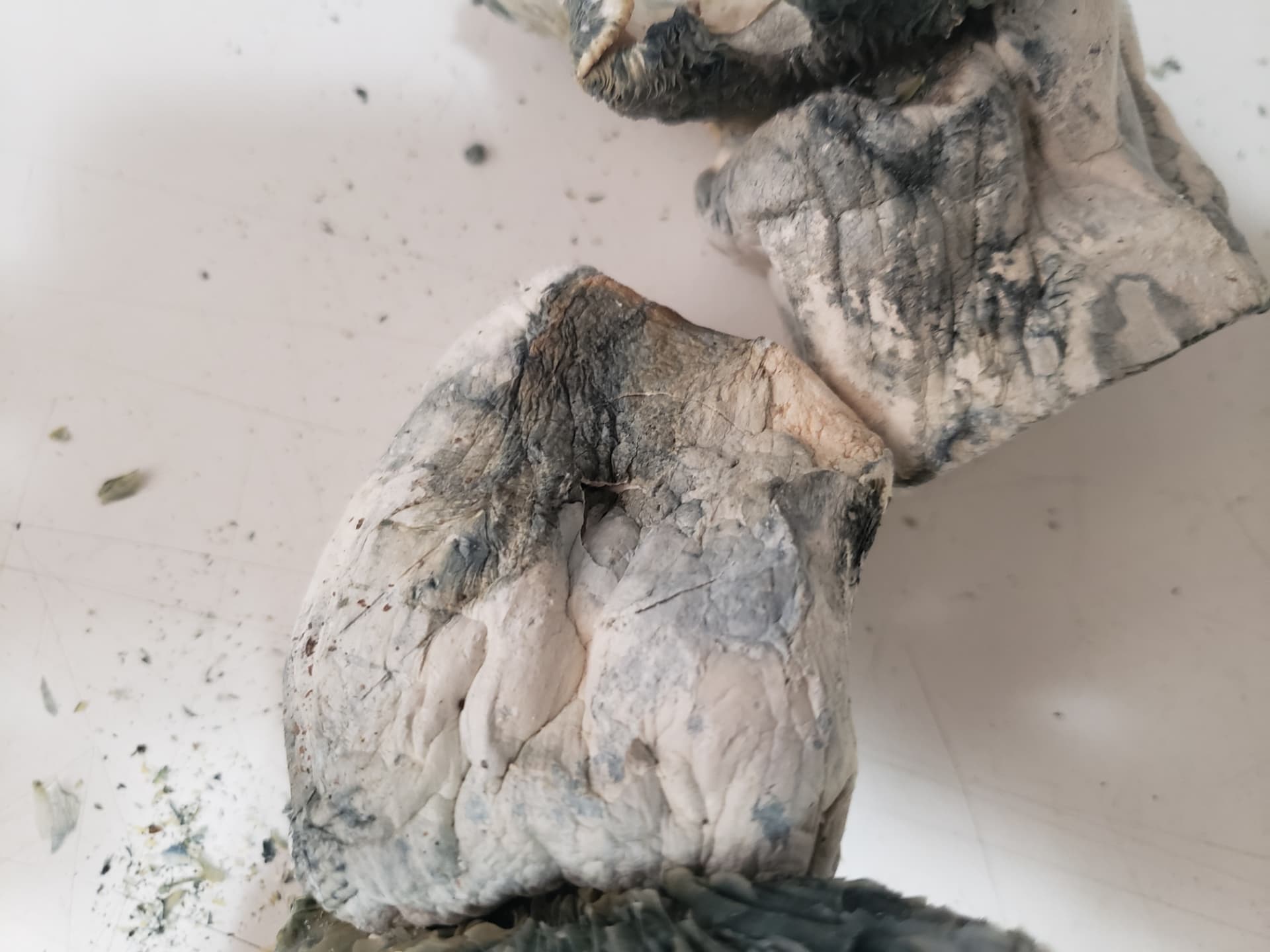Thick, heavily blue-bruising ABV stems photographed on a white surface