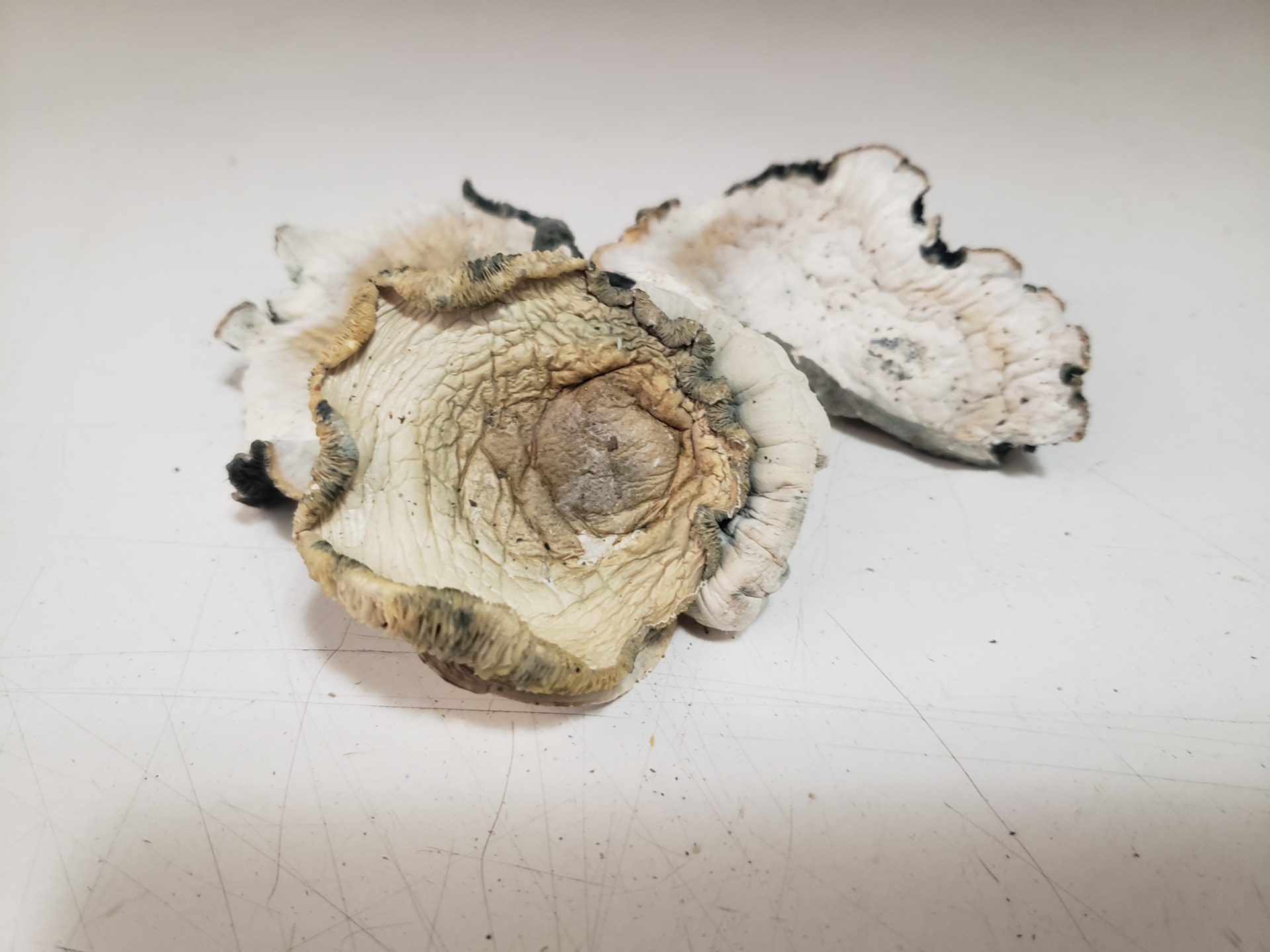 Dried albino ABV caps with dark gill edges photographed on a white surface